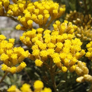6 x immortelle à odeur de curry - helichrysum italicum  - godet 9x9 cm