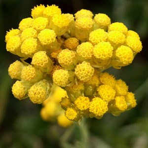 6 x immortelle à odeur de curry - helichrysum italicum  - godet 9x9 cm