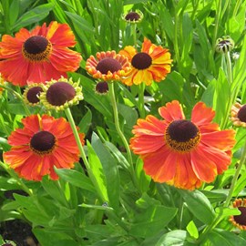 Hélénie  - helenium 'kupferzwerg'  - godet 9x9 cm