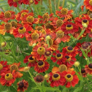Hélénie  - helenium 'kupferzwerg'  - godet 9x9 cm