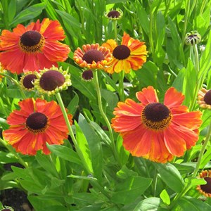 6 x hélénie  - helenium 'kupferzwerg'  - godet 9x9 cm