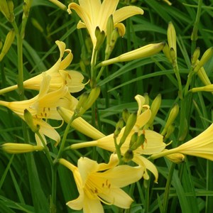 6 x lis d'un jour - hemerocallis lilioasphodelus  - godet 9x9 cm