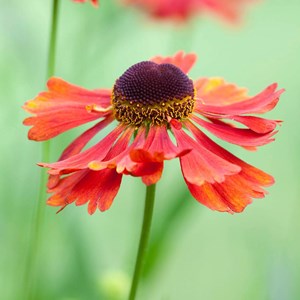 Hélénie  - helenium 'moerheim beauty'  - godet 9x9 cm