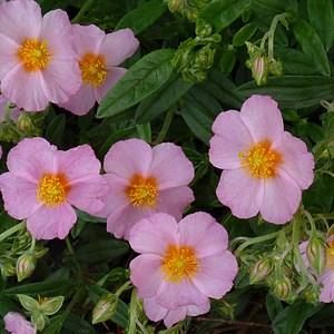 6 x hélianthème  - helianthemum 'lawrenson's pink'  - godet 9x9 cm