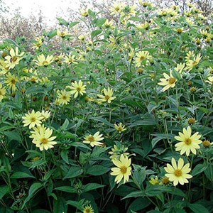 Soleil vivace  - helianthus 'lemon queen'  - godet 9x9 cm