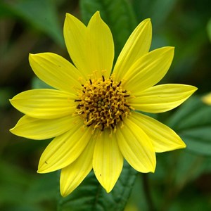 6 x soleil vivace  - helianthus 'lemon queen'  - godet 9x9 cm