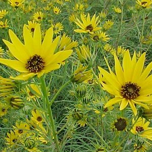 6 x soleil à feuilles de saule - helianthus salicifolius  - godet 9x9 cm