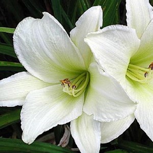 6 x lis d'un jour, hémérocalle  - hemerocallis 'light the way'  - godet 9x9 cm