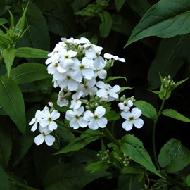 Julienne des jardins  - hesperis matronalis 'alba'  - godet 9x9 cm