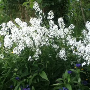 Julienne des jardins  - hesperis matronalis 'alba'  - godet 9x9 cm
