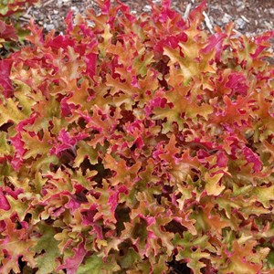 6 x heuchère  - heuchera 'marmalade'  - godet 9x9 cm