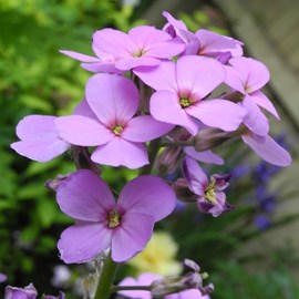 6 x julienne des jardins - hesperis matronalis  - godet 9x9 cm