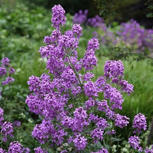 6 x julienne des jardins - hesperis matronalis  - godet 9x9 cm