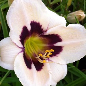 Lis d'un jour  - hemerocallis 'moon masquerade'  - godet 9x9 cm