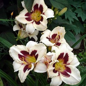 6 x lis d'un jour  - hemerocallis 'moon masquerade'  - godet 9x9 cm