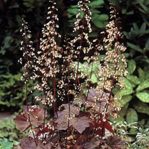 Heuchère  - heuchera macrantha 'palace purple'  - godet 9x9 cm