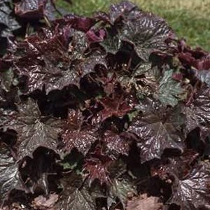 Heuchère  - heuchera macrantha 'palace purple'  - godet 9x9 cm