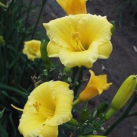 Lis d'un jour  - hemerocallis 'mini stella'  - godet 9x9 cm