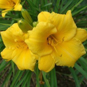 Lis d'un jour  - hemerocallis 'mini stella'  - godet 9x9 cm