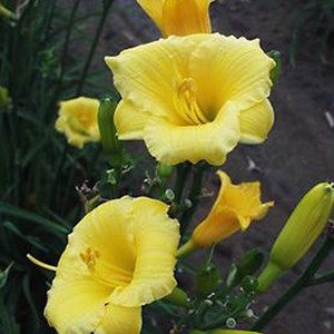 6 x lis d'un jour  - hemerocallis 'mini stella'  - godet 9x9 cm