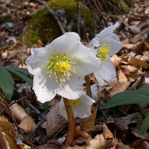 6 x rose de noël - helleborus niger  - godet 9x9 cm
