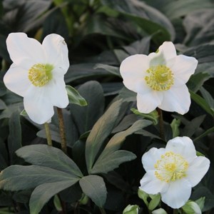 6 x rose de noël - helleborus niger  - godet 9x9 cm