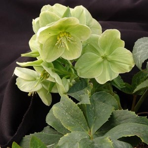 6 x hellébore - helleborus nigercors  - godet 9x9 cm