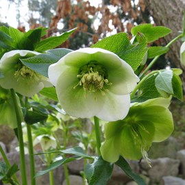6 x hellébore orientale - helleborus orientalis  - godet 9x9 cm