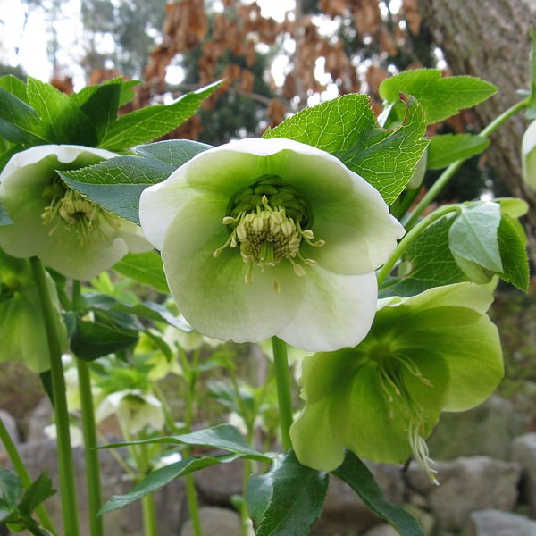 6 x hellébore orientale - helleborus orientalis - godet 9x9 cm