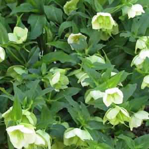 6 x hellébore orientale - helleborus orientalis  - godet 9x9 cm