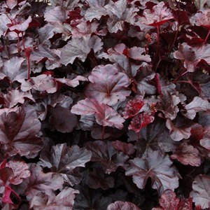 Heuchère  - heuchera 'obsidian'  - godet 9x9 cm