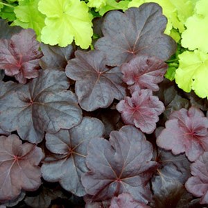 Heuchère  - heuchera 'obsidian'  - godet 9x9 cm