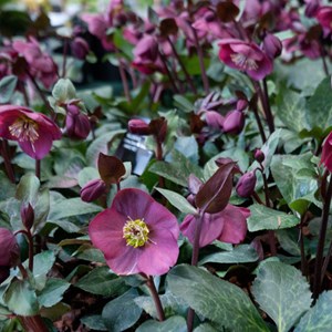 Hellébore orientale  - helleborus orientalis 'red hybrids'  - godet 9x9 cm