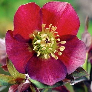 Hellébore orientale  - helleborus orientalis 'red hybrids'  - godet 9x9 cm
