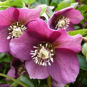Hellébore orientale  - helleborus orientalis 'red lady'  - godet 9x9 cm