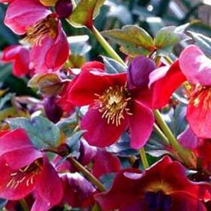 6 x hellébore orientale  - helleborus orientalis 'red lady'  - godet 9x9 cm
