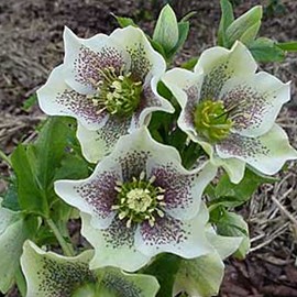 Hellébore orientale  - helleborus orientalis 'spotted hybrids'  - godet 9x9 cm