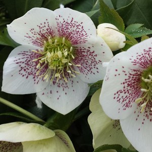 Hellébore orientale  - helleborus orientalis 'spotted hybrids'  - godet 9x9 cm