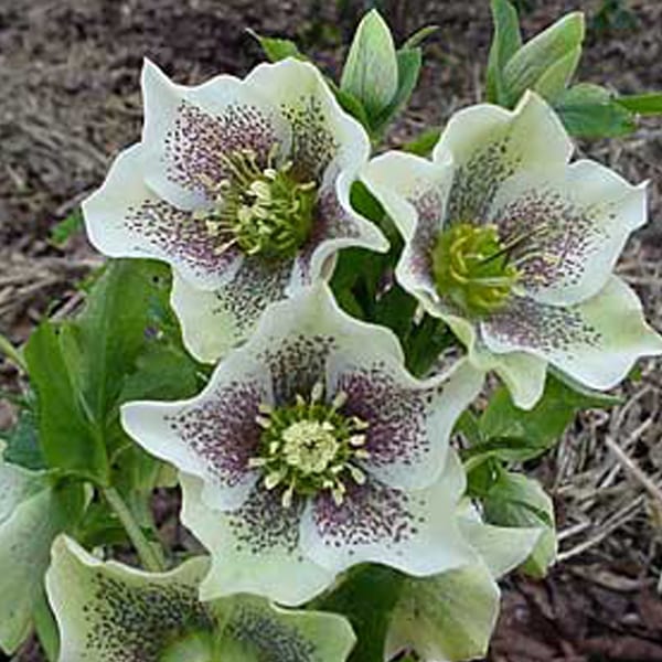 6 x hellébore orientale - helleborus orientalis 'spotted hybrids' - godet 9x9