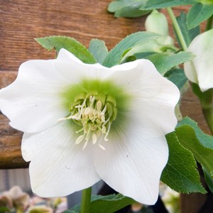 Hellébore orientale  - helleborus orientalis 'white lady'  - godet 9x9 cm