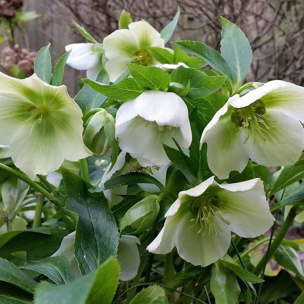 6 x hellébore orientale - helleborus orientalis 'white lady' - godet 9x9 cm