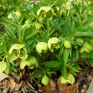 Hellébore orientale  - helleborus orientalis 'yellow lady'  - godet 9x9 cm