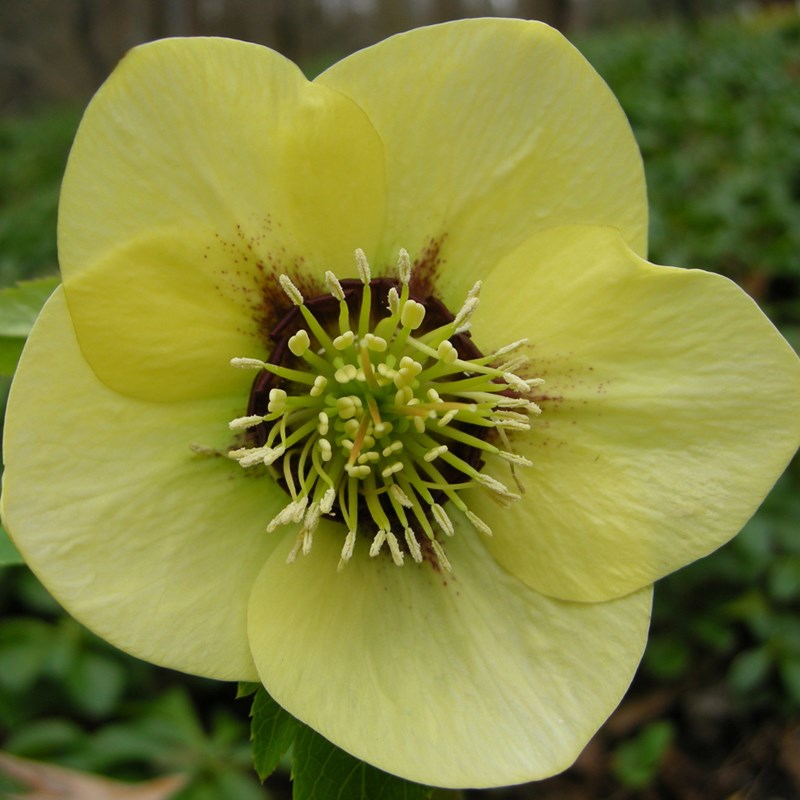 6 x hellébore orientale - helleborus orientalis 'yellow lady' - godet 9x9 cm