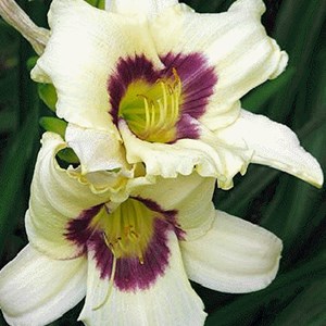 Lis d'un jour  - hemerocallis 'pandora's box'  - godet 9x9 cm