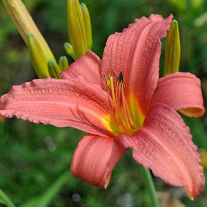 Lis d'un jour  - hemerocallis 'pink damask'  - godet 9x9 cm