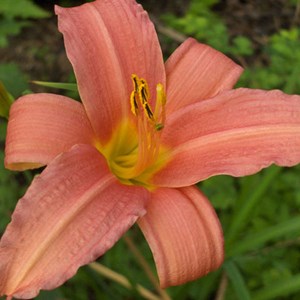 6 x lis d'un jour  - hemerocallis 'pink damask'  - godet 9x9 cm