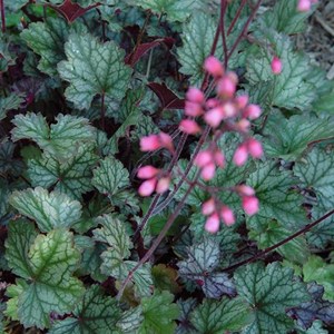 Heuchère  - heuchera 'pewter moon'  - godet 9x9 cm