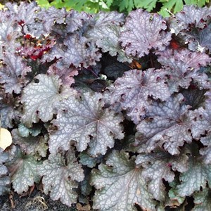 6 x heuchère  - heuchera 'pewter moon'  - godet 9x9 cm
