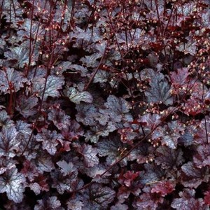 Heuchère ® - heuchera 'plum pudding'  - godet 9x9 cm