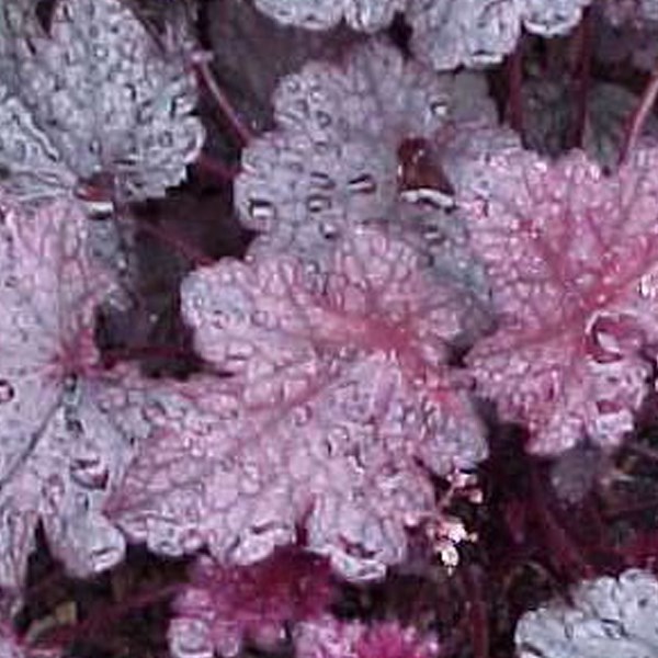 6 x heuchère ® - heuchera 'plum pudding' - godet 9x9 cm